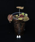 Begonia Anthum Ember