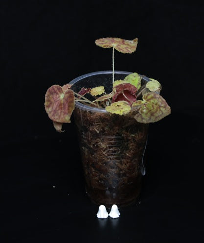 Begonia Anthum Ember