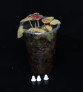 Begonia Anthum Ember