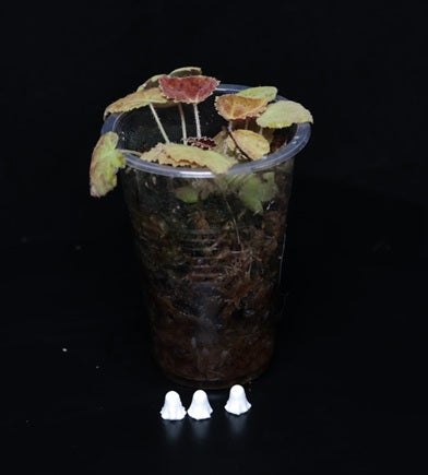 Begonia Anthum Ember