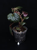Begonia cucullata 'Pink Variegata' vergrünt