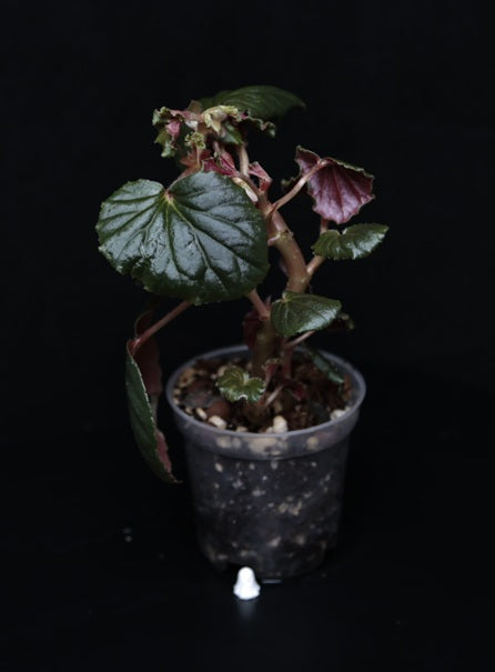 Begonia cucullata 'Pink Variegata' vergrünt