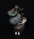 Begonia cucullata 'Pink Variegata' vergrünt
