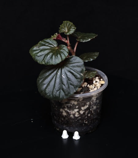 Begonia cucullata 'Pink Variegata' vergrünt