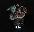 Begonia cucullata 'Pink Variegata'