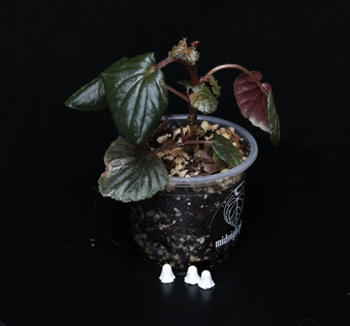 Begonia cucullata 'Pink Variegata'