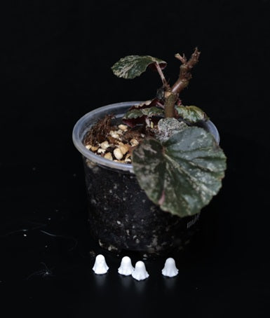 Begonia cucullata 'Pink Variegata'
