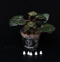 Begonia cucullata 'Pink Variegata'