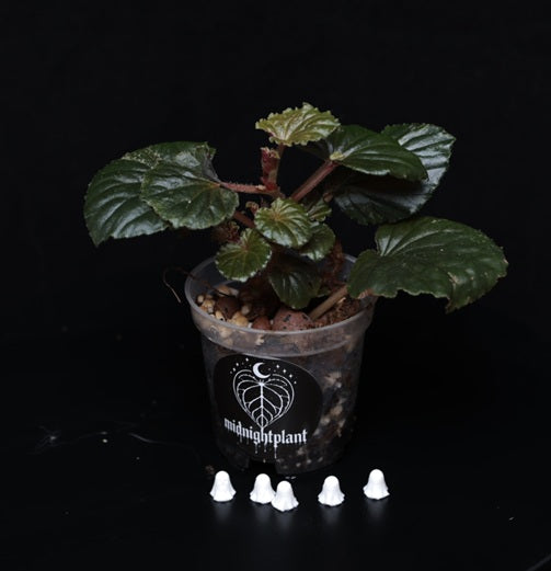 Begonia cucullata 'Pink Variegata'