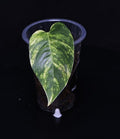 Epipremnum Pinnatum Aurea Sunburst Steckling