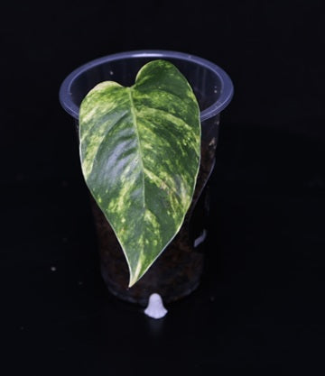 Epipremnum Pinnatum Aurea Sunburst Steckling