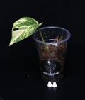 Epipremnum Pinnatum Aurea Sunburst  Steckling