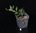 Hoya burtoniae ‚Variegata
