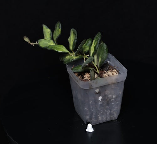 Hoya burtoniae ‚Variegata
