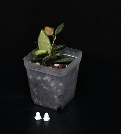 Hoya burtoniae, variegata