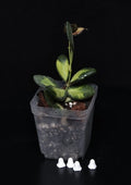 Hoya burtoniae, variegata