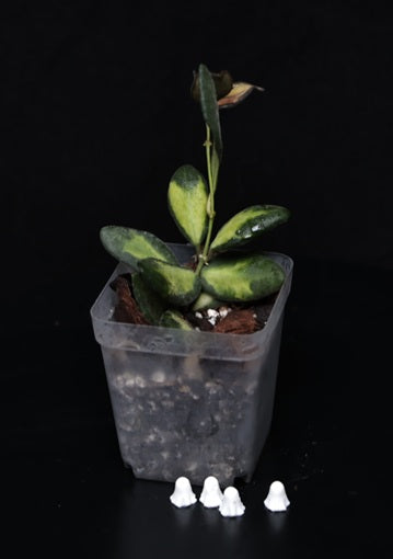 Hoya burtoniae, variegata