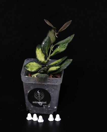 Hoya burtoniae, variegata