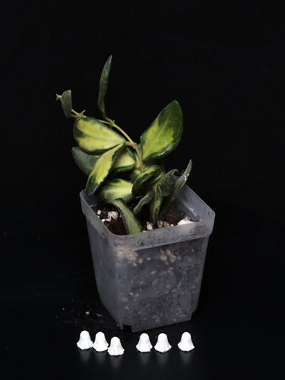 Hoya burtoniae, variegata