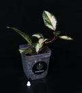 Hoya carnosa tricolor
