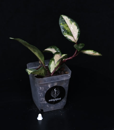 Hoya carnosa tricolor