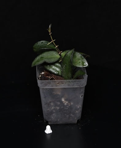 Hoya Rosita