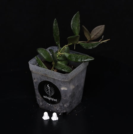 Hoya Rosita