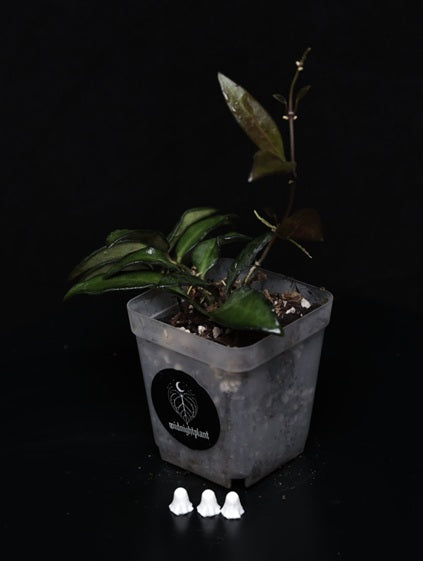 Hoya Rosita