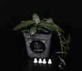Hoya Rosita