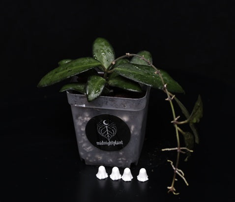 Hoya Rosita