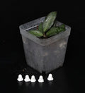 Hoya Rosita
