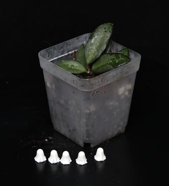 Hoya Rosita