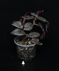 Begonia noid (morris)