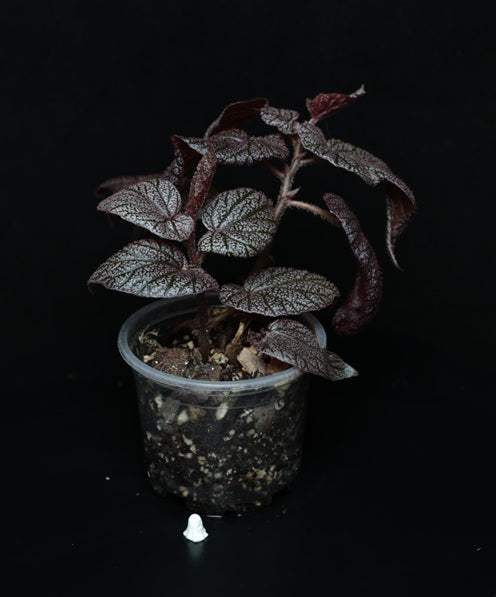 Begonia noid (morris)