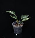 Philodendron Hederaceum 'Rio' Gabriella