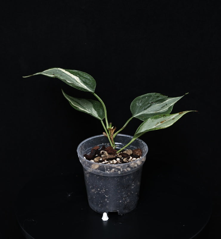 Philodendron Hederaceum 'Rio' Gabriella