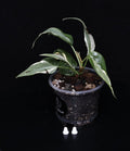 Philodendron Hederaceum 'Rio' Gabriella