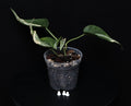 Philodendron Hederaceum 'Rio' Gabriella