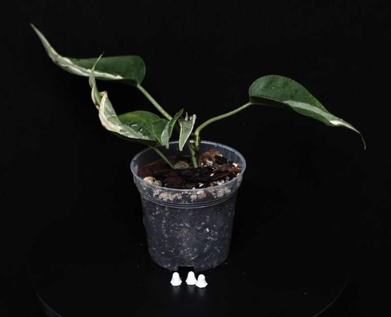 Philodendron Hederaceum 'Rio' Gabriella