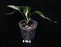 Philodendron Hederaceum 'Rio' Gabriella
