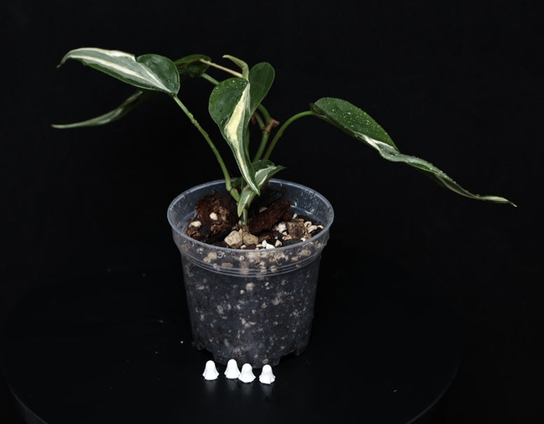 Philodendron Hederaceum 'Rio' Gabriella