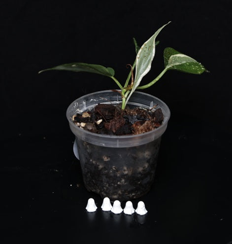Philodendron Hederaceum 'Rio' Gabriella
