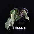 Philodendron Hederaceum 'Rio' Gabriella
