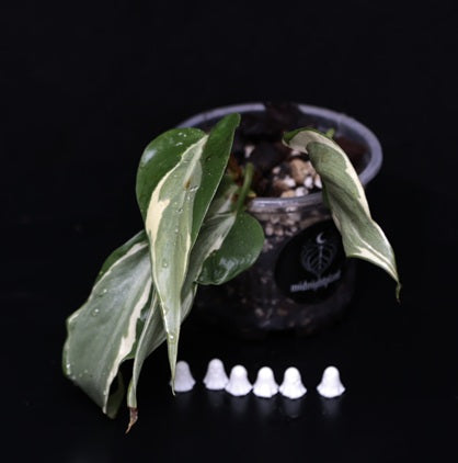 Philodendron Hederaceum 'Rio' Gabriella