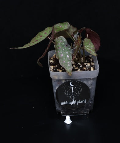 Begonia amphioxus x malachosticta