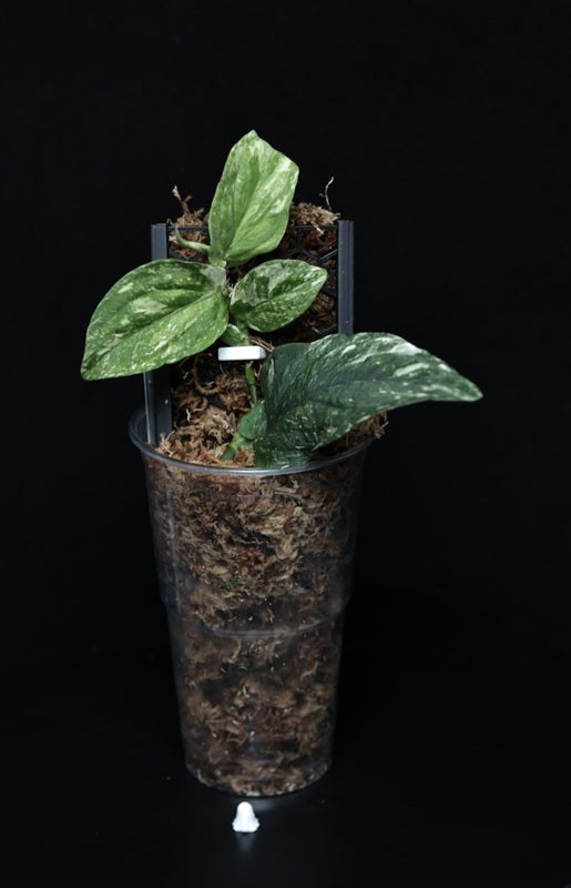 Rhaphidophora korthalsii 'Variegata'