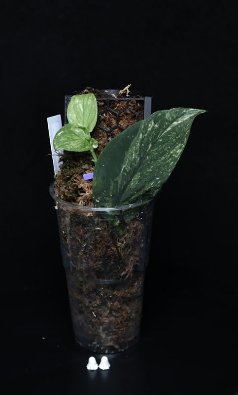 Rhaphidophora korthalsii 'Variegata'