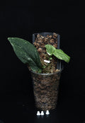 Rhaphidophora korthalsii 'Variegata'