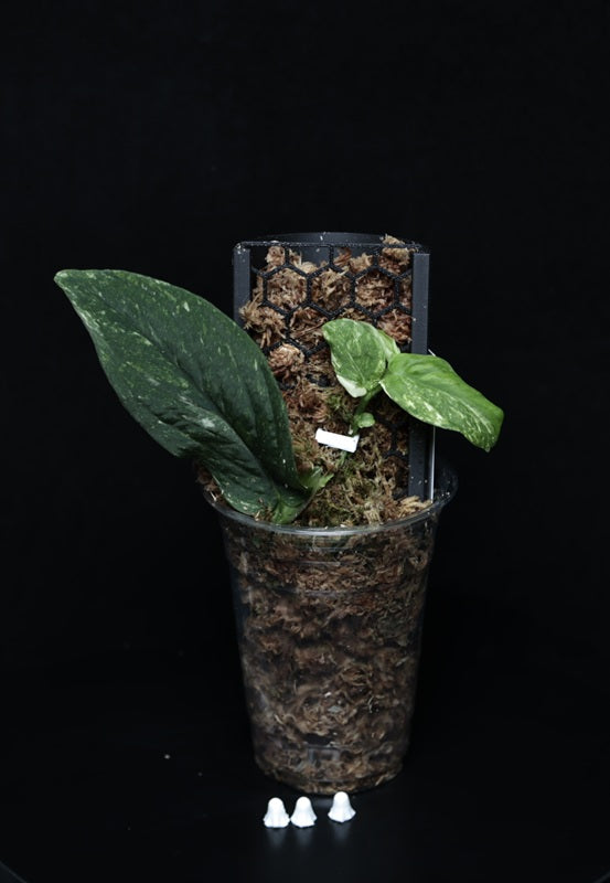 Rhaphidophora korthalsii 'Variegata'