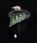 Begonia roseopunctata